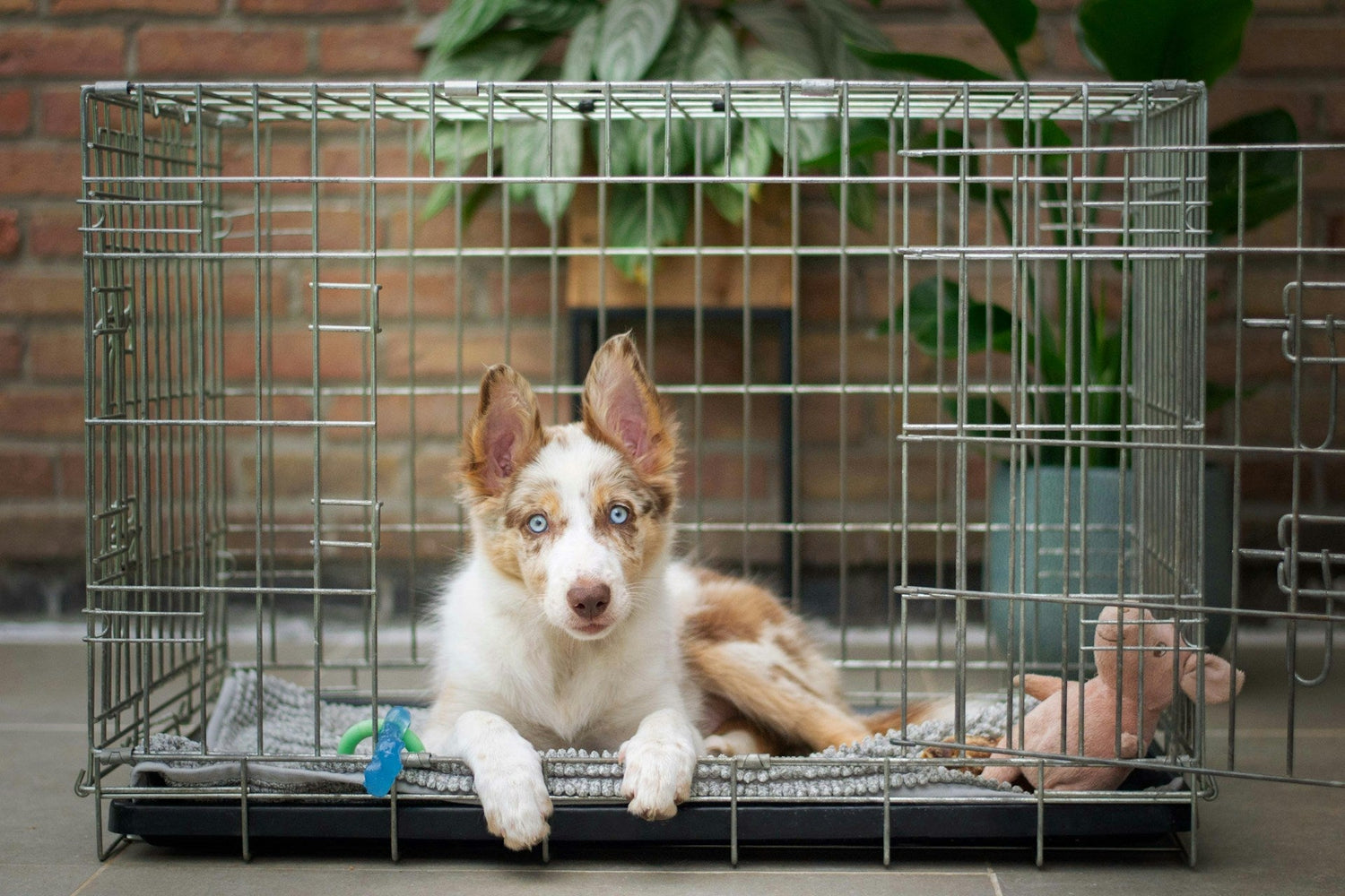 Beds & Crates