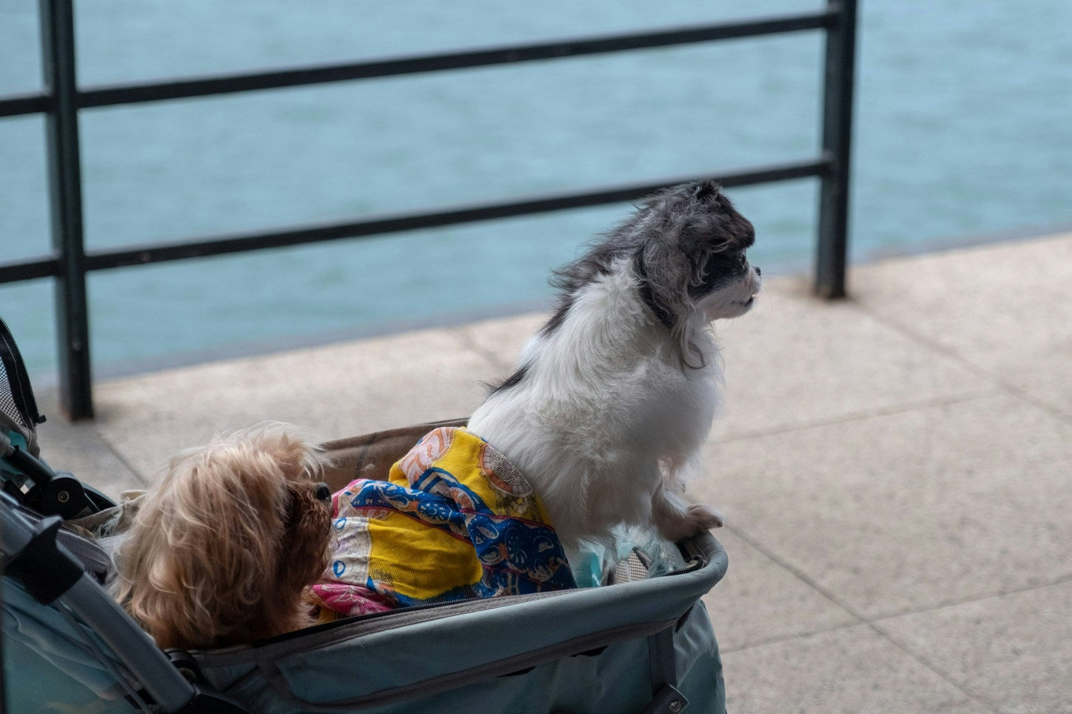Pet Travel