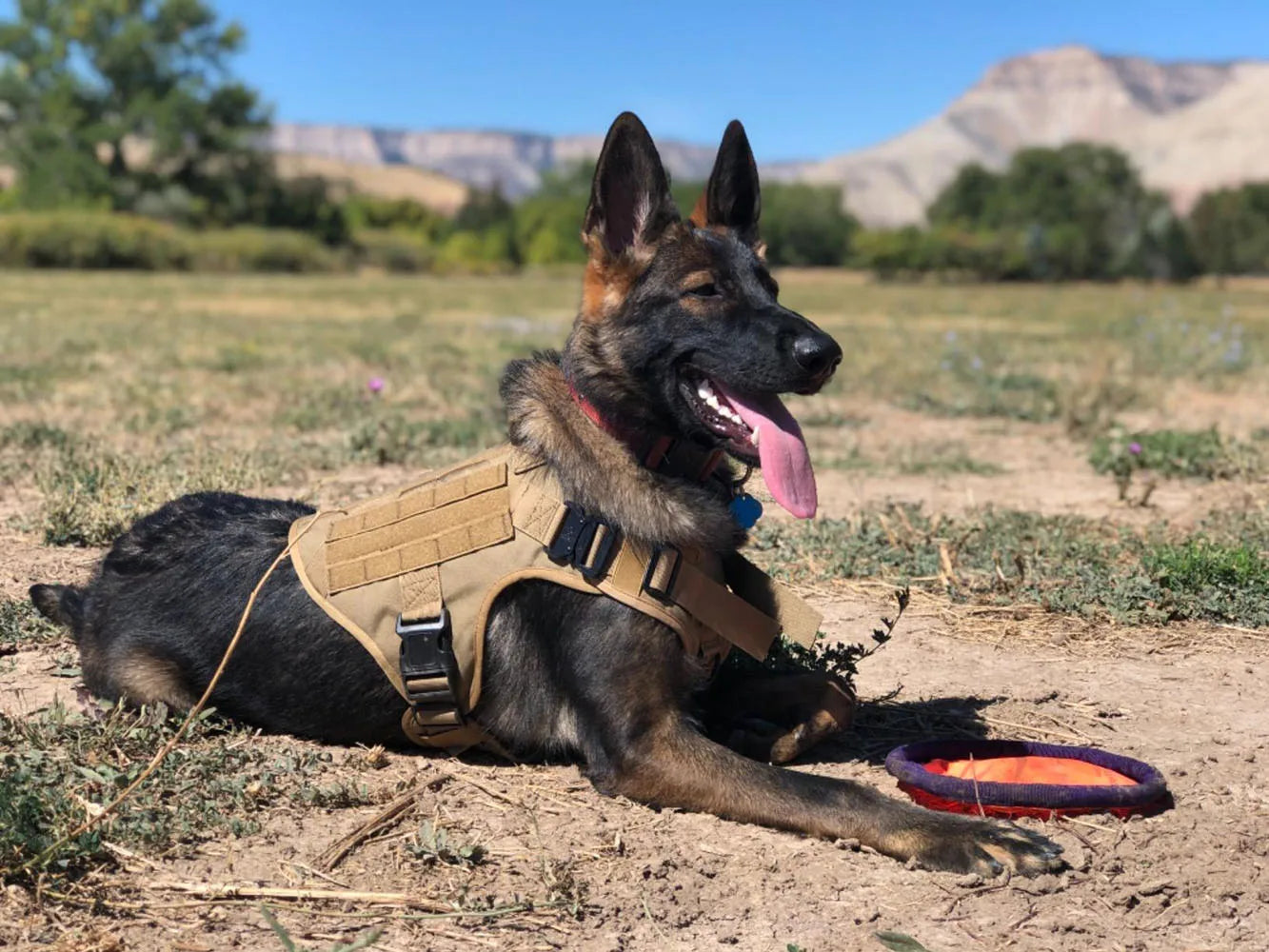 Large Military Dog Harness Set with Collar and Leash for Medium and Large Dogs