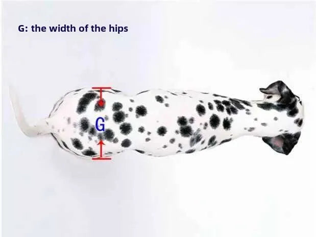 Large Dog Wheelchair for Hind Limb Rehabilitation Training Walking for Teddy Aid for Paralysis Spondylitis Mobility Assistance
