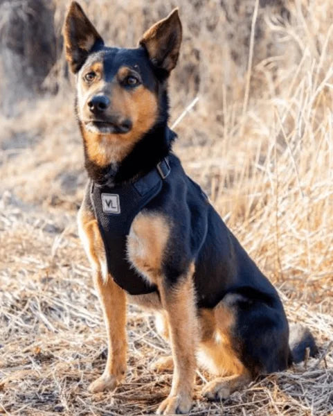 Vibrant Life Mesh Adjustable, Reflective Dog Walking Harness, Black, Large