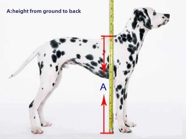 Large Dog Wheelchair for Hind Limb Rehabilitation Training Walking for Teddy Aid for Paralysis Spondylitis Mobility Assistance