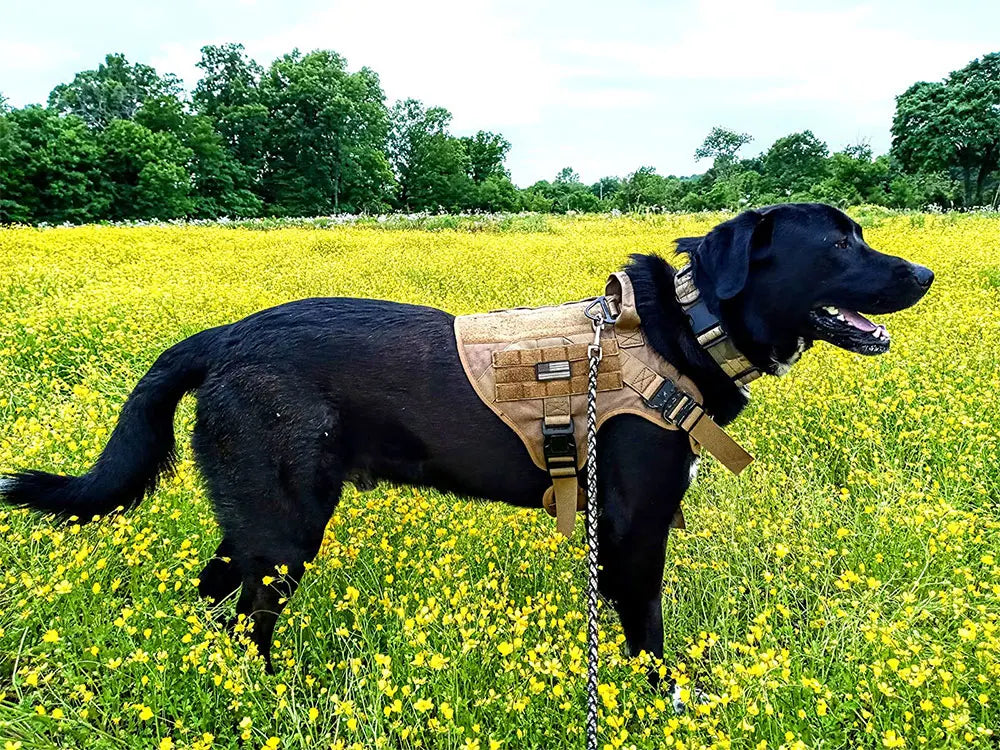 Large Military Dog Harness Set with Collar and Leash for Medium and Large Dogs