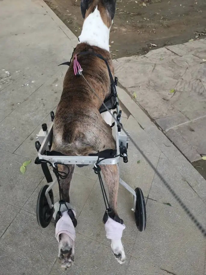 Large Dog Wheelchair for Hind Limb Rehabilitation Training Walking for Teddy Aid for Paralysis Spondylitis Mobility Assistance