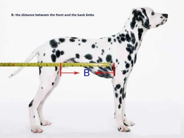 Large Dog Wheelchair for Hind Limb Rehabilitation Training Walking for Teddy Aid for Paralysis Spondylitis Mobility Assistance